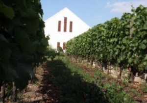 umathum Vineyard Austria