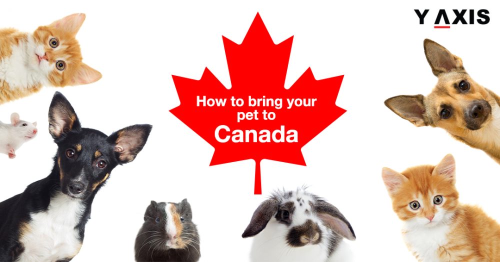 Pets to canada